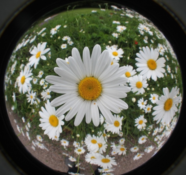 Landesgartenschau   079.jpg
